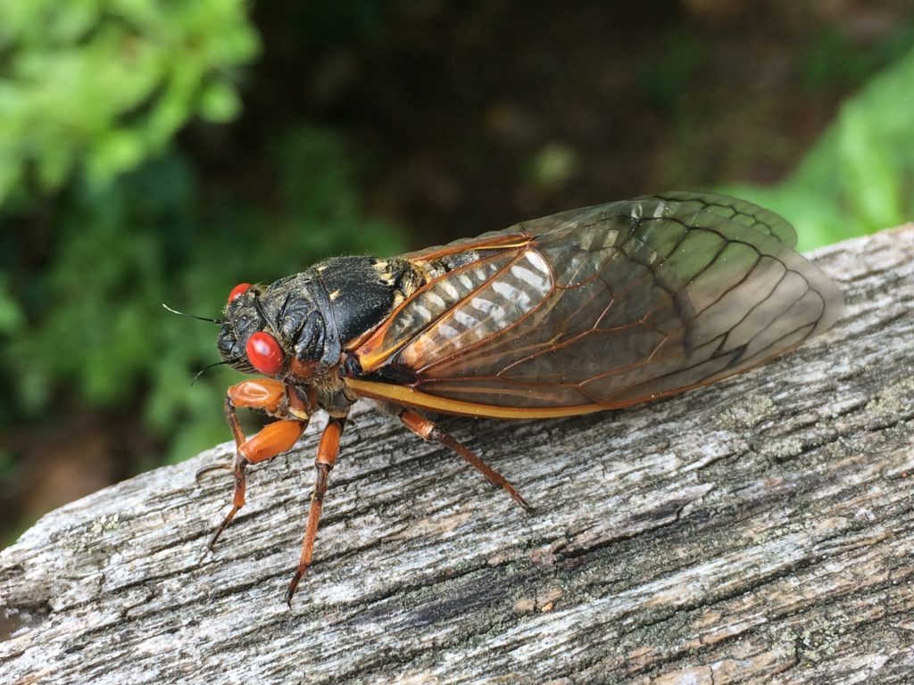 cicada sitting on a log